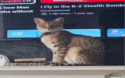 Savannah cats for sale: Savannah cat - Image 3