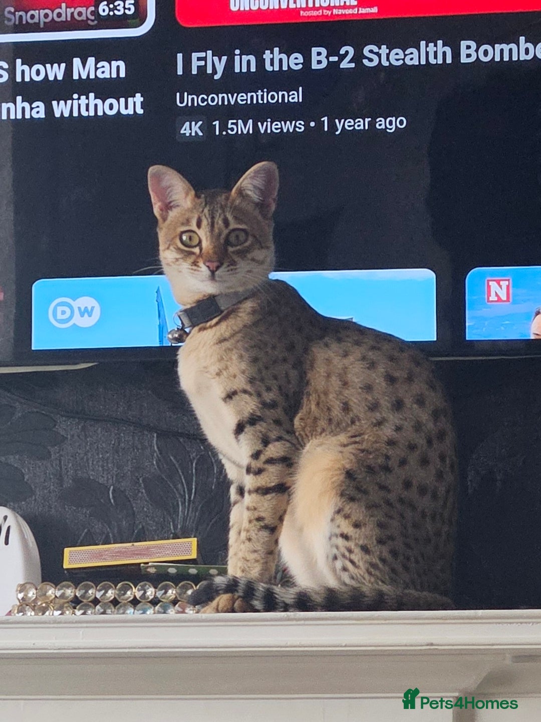 Savannah cats for sale: Savannah cat - Image 3