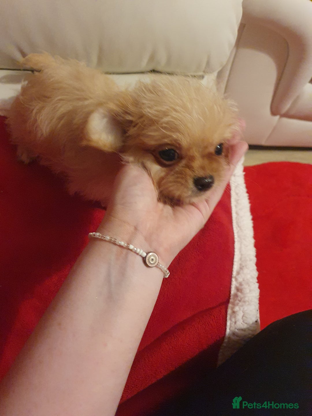 Chipoo dogs for sale: Chipoos  - Advert 12