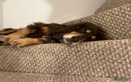 Cocker Spaniel dogs for stud: PROVEN KC REGISTERED Cocker Spaniel for Stud in Tadworth - Image 4