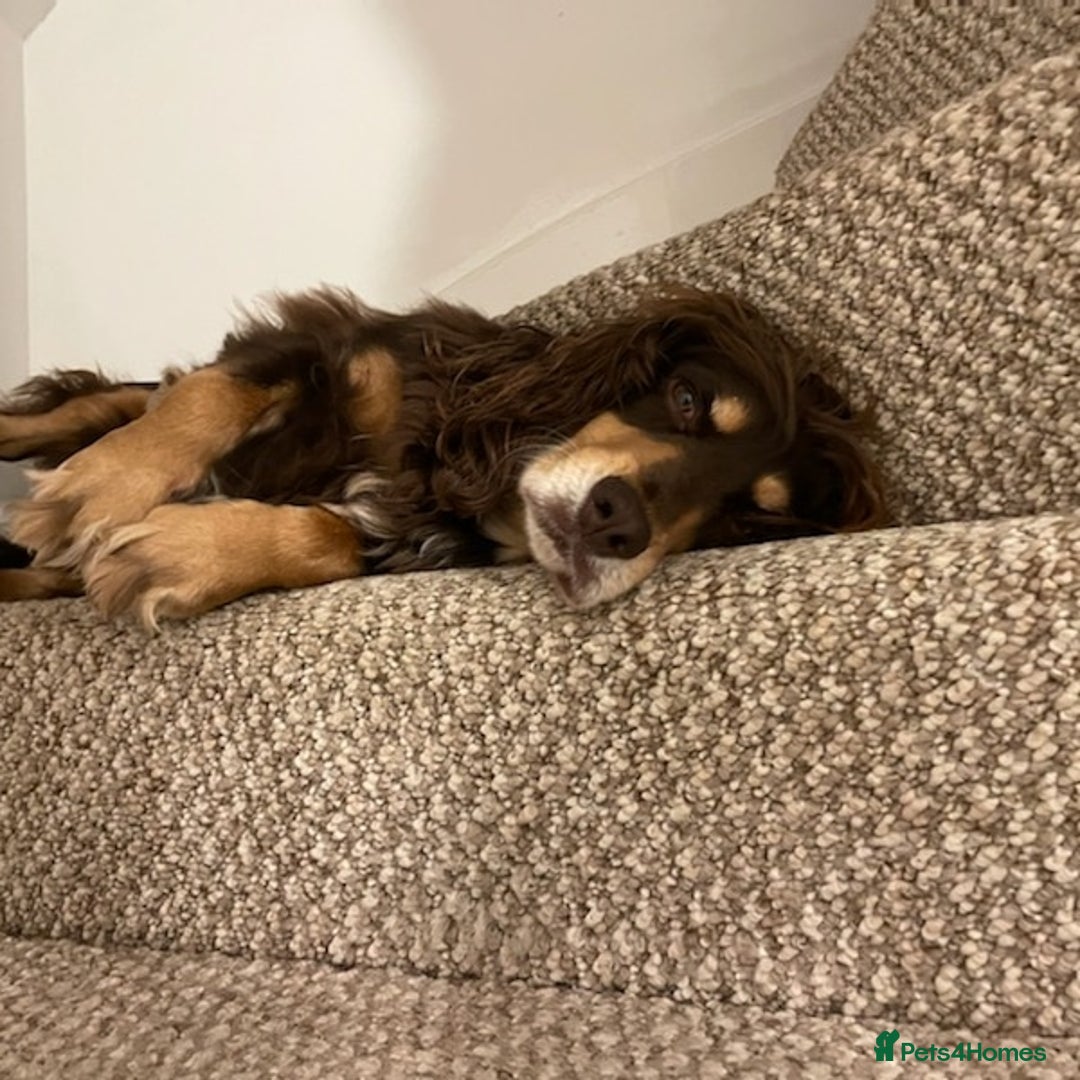 Cocker Spaniel dogs for stud: PROVEN KC REGISTERED Cocker Spaniel for Stud in Tadworth - Image 4
