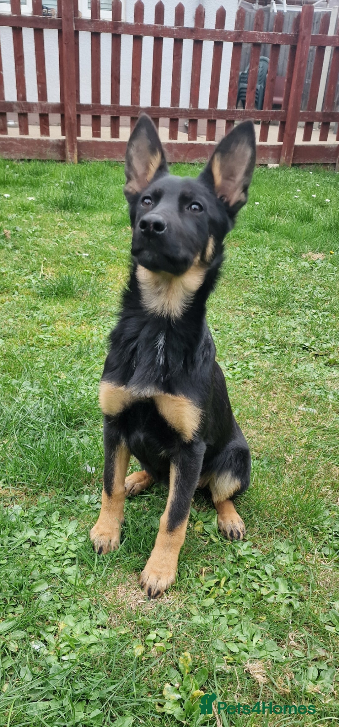 German Shepherd dogs German shepherd puppies - Advert 17