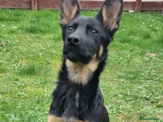 German Shepherd dogs German shepherd puppies - Advert 5