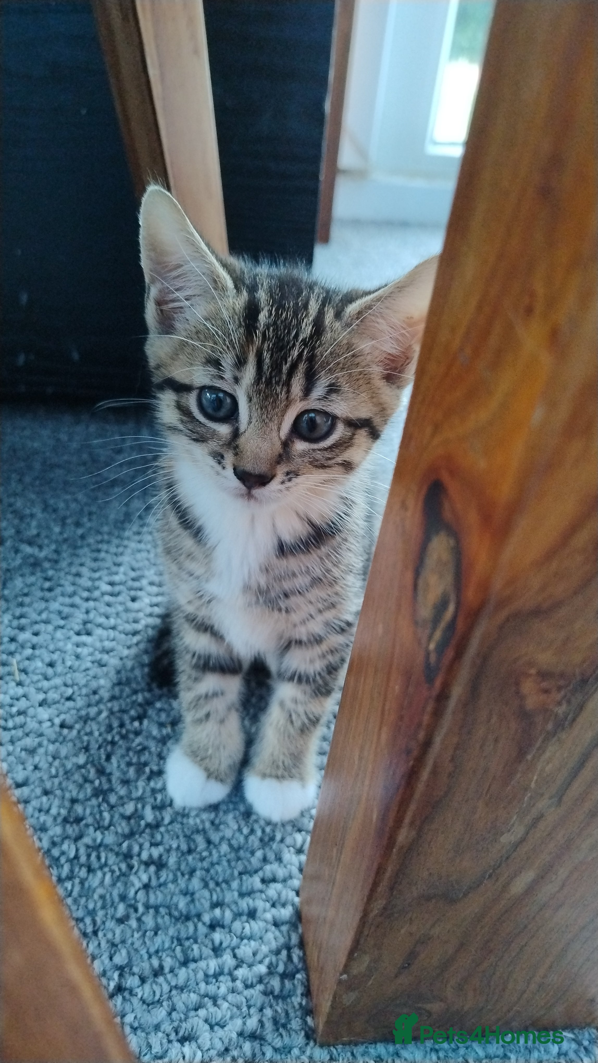Mixed Breed cats 2 beautiful kittens  - Advert 6