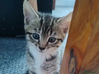 Mixed Breed cats 2 beautiful kittens - Advert 6