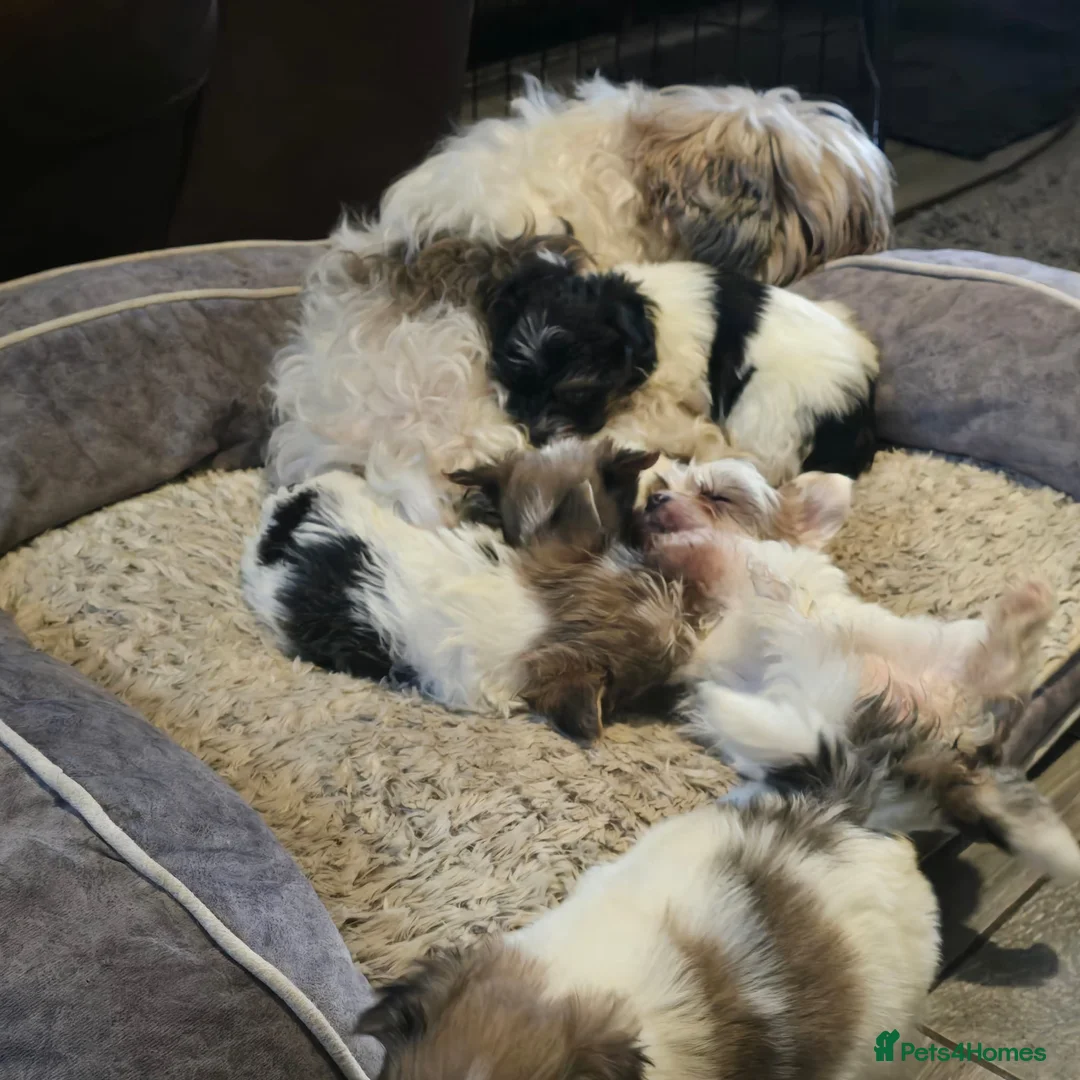 Mixed Breed dogs for sale: 5 Lhasa Apso × Yorkshire Terrier puppies for sale  - Advert 13