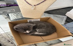 Ragdoll cats for sale: Boy Kitten, ragdoll cross - Image 6