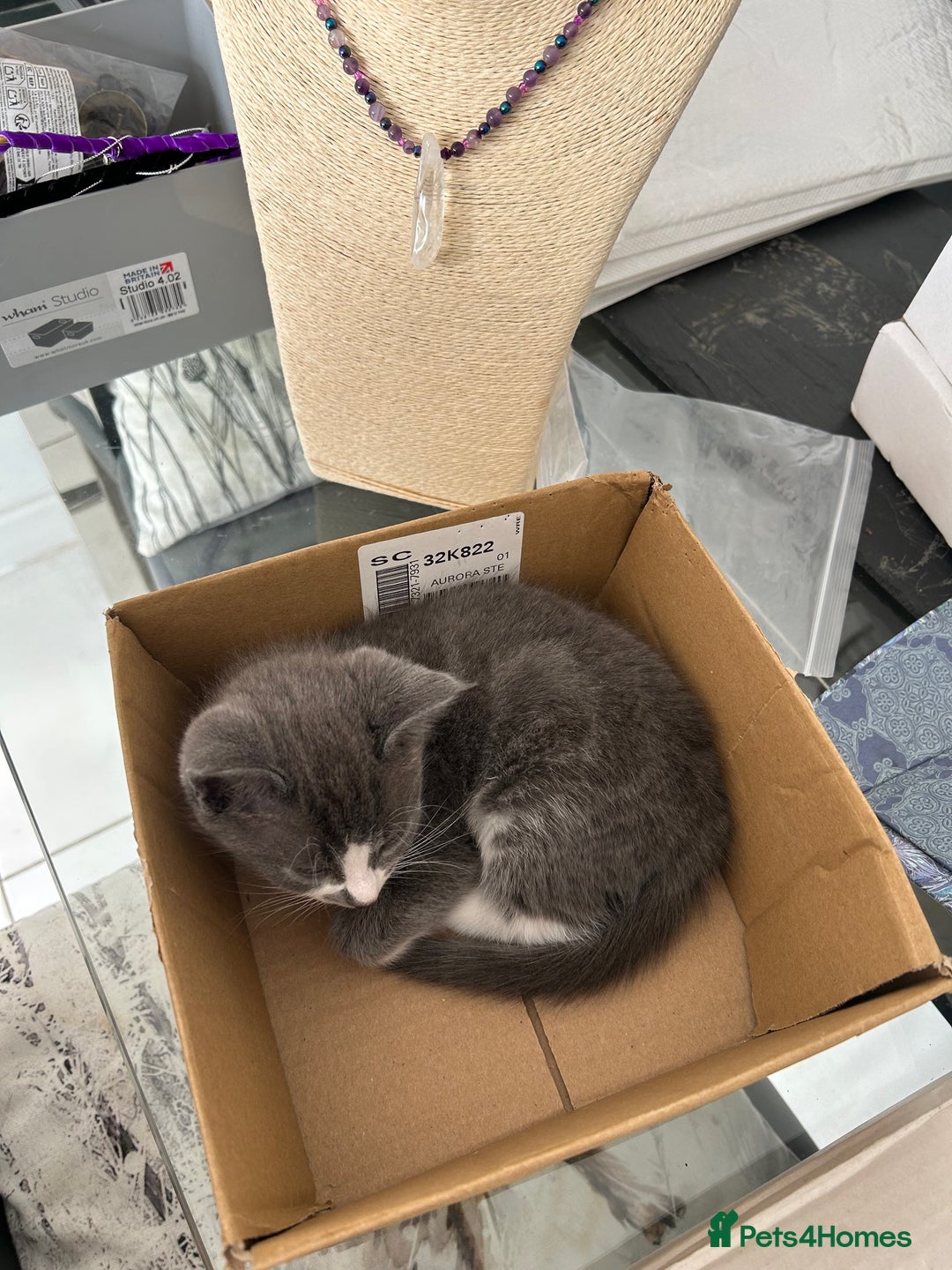 Ragdoll cats for sale: Boy Kitten, ragdoll cross - Image 6