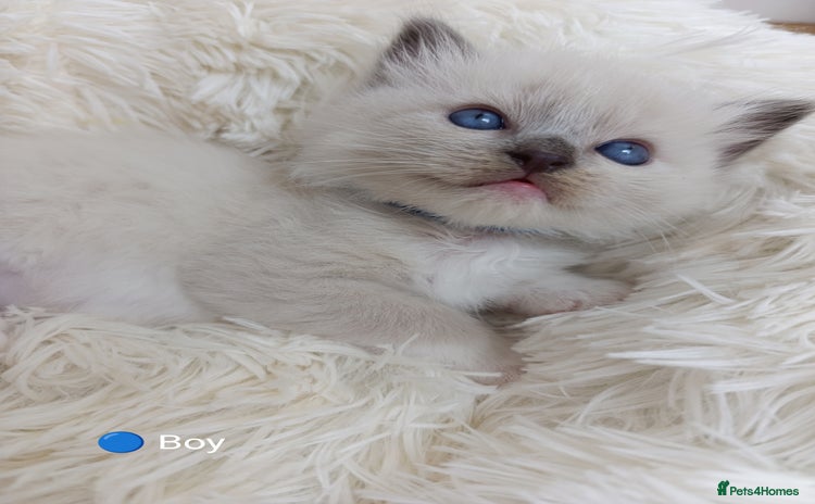 Ragdoll cats - Advert 2