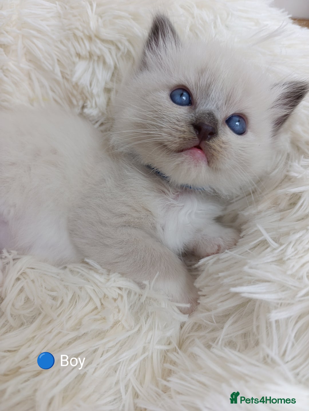 Ragdoll cats for sale: Stunning Ragdolls kittens  - Image 1