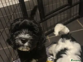 Cockapoo dogs READY these amazing cockapoo’s - Advert 13