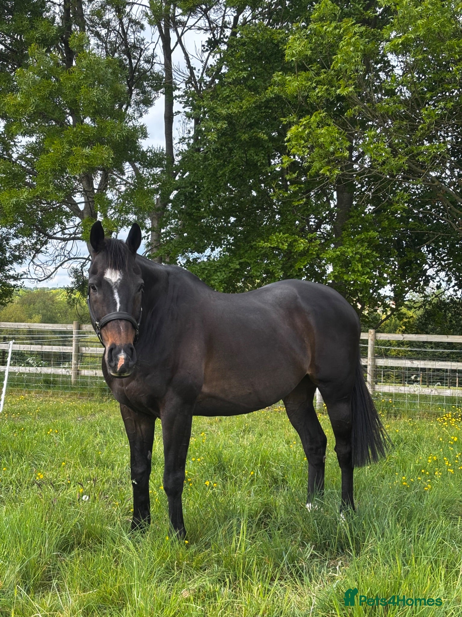 Irish Thoroughbred horses Buster Edwards, thoroughbred 4 sale - Advert 1