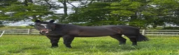 Irish Thoroughbred horses for sale: Buster Edwards, thoroughbred 4 sale in Andover - Advert 1