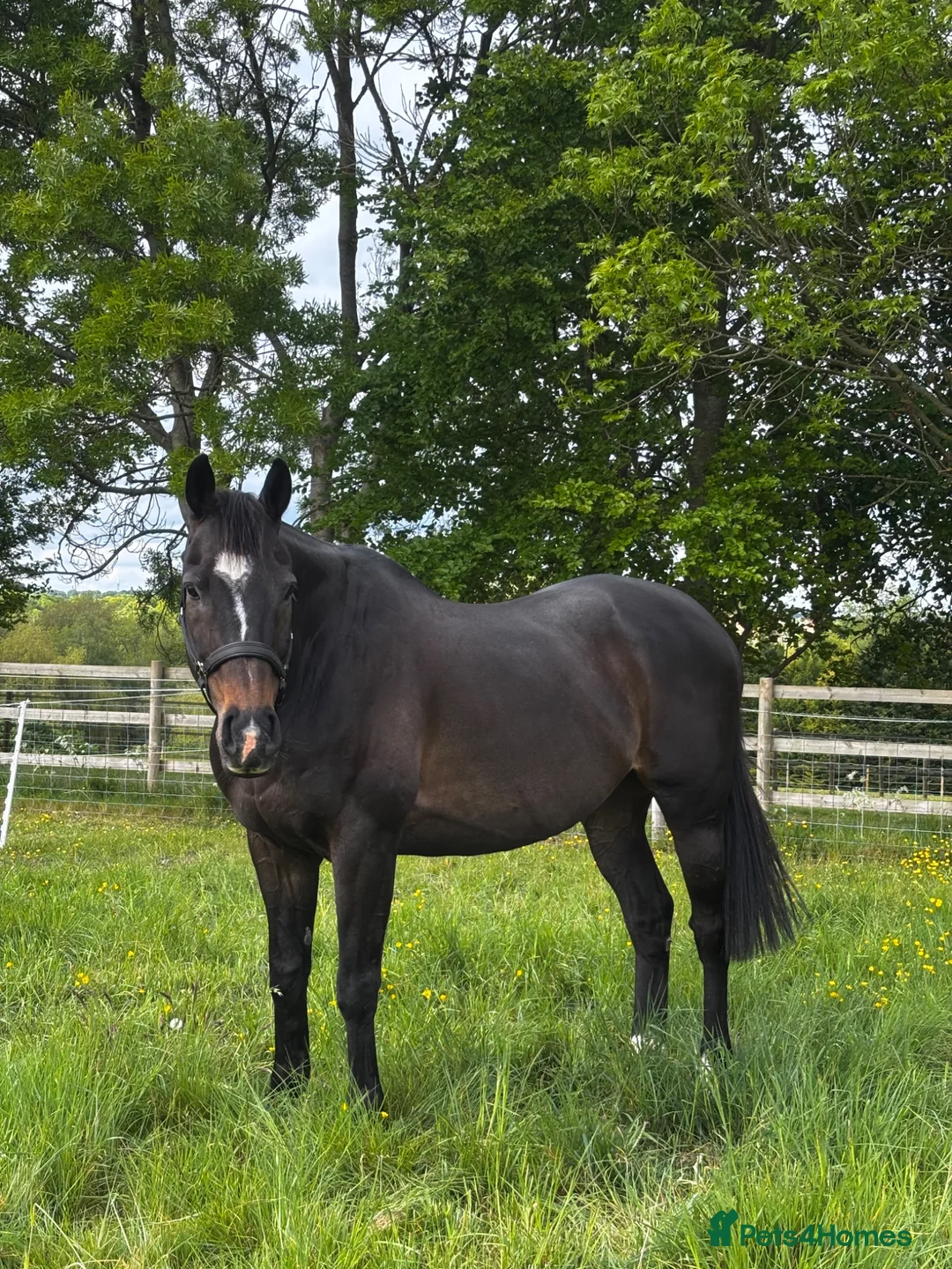 Irish Thoroughbred horses for sale: Buster Edwards, thoroughbred 4 sale in Andover - Advert 1