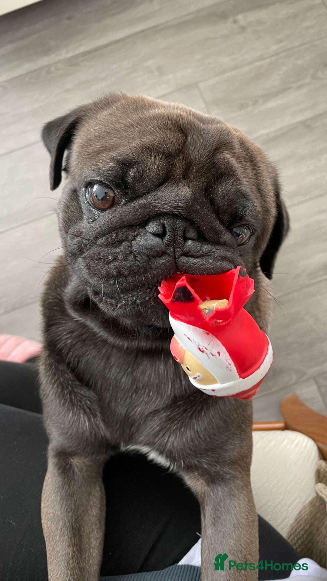 Pug dogs for sale: Platinum Adult Male Pug - Advert 10