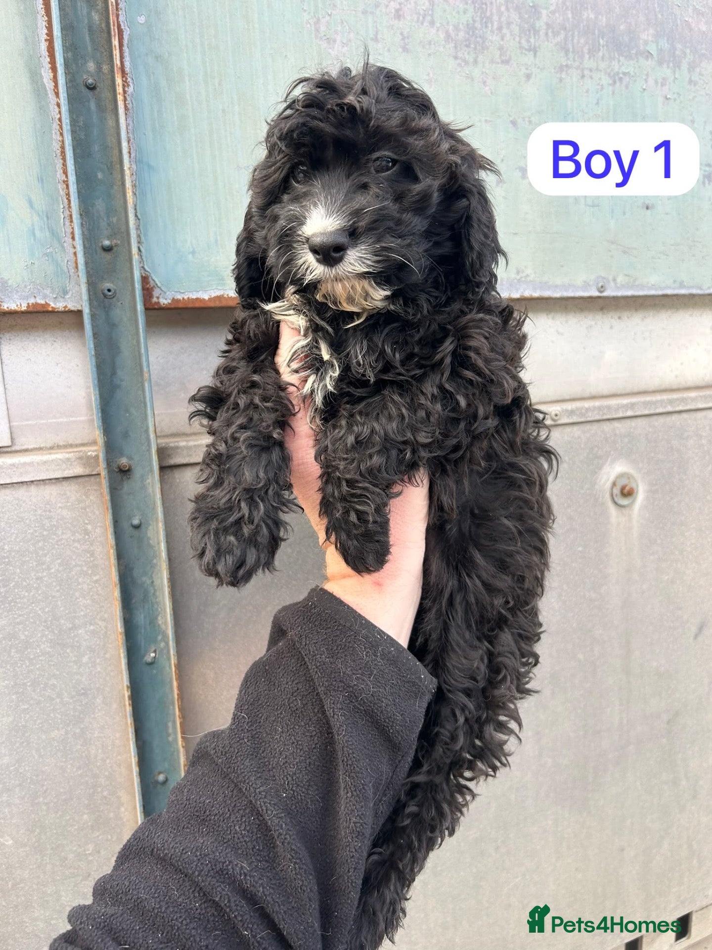 Cavapoo dogs Cavapoo  - Advert 1