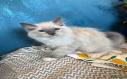 Ragdoll cats for sale: GORGEUS RAGDOLL KITTENS FOR SALE - Image 6