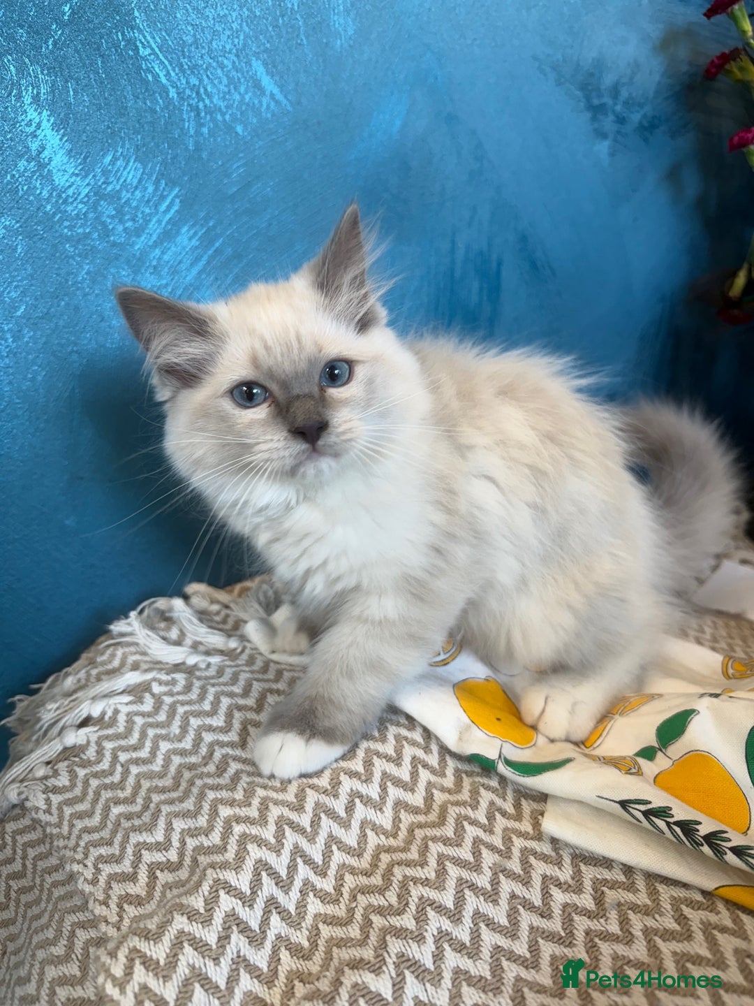 Ragdoll cats for sale: GORGEUS RAGDOLL KITTENS FOR SALE - Image 6
