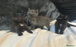 Ragdoll cats for sale: Ragdoll cross domestic shorthaired kittens  - Image 4