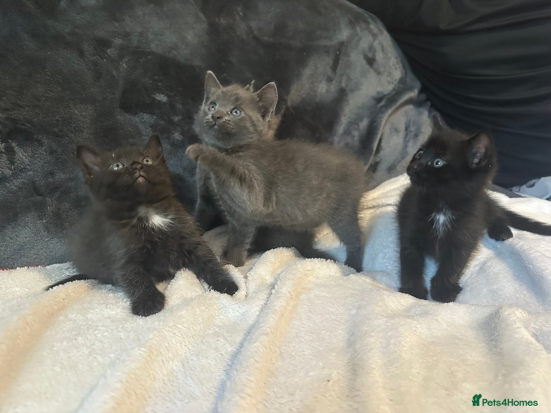 Ragdoll cats for sale: Ragdoll cross domestic shorthaired kittens  - Image 4