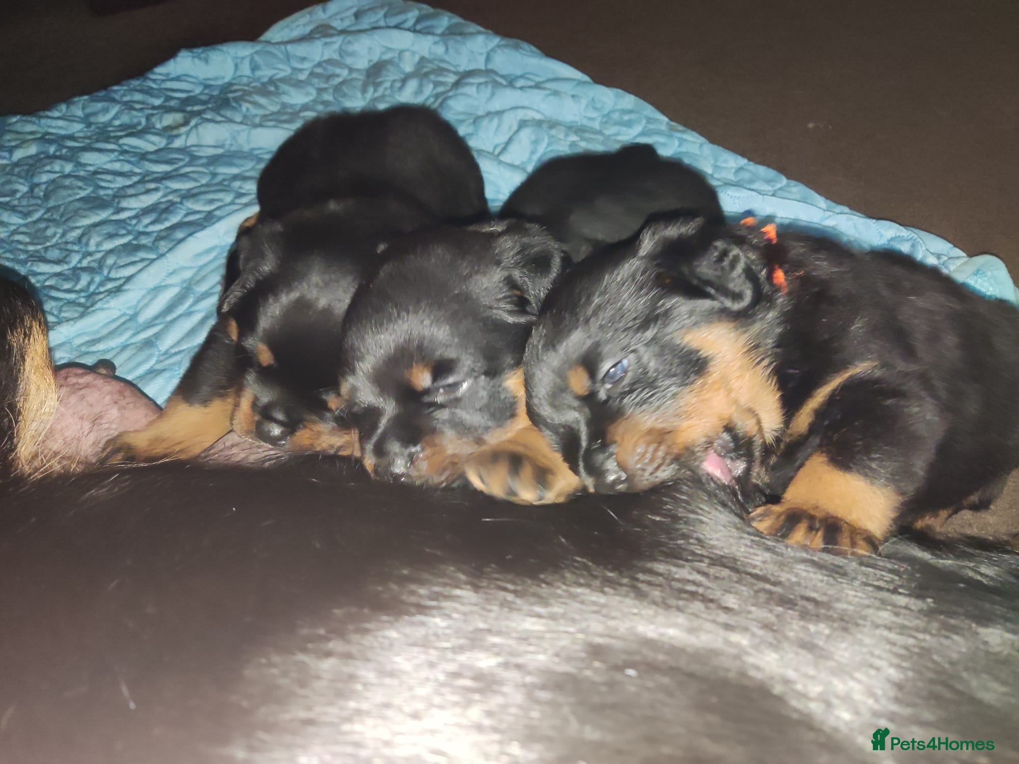 Rottweiler dogs KC registered rottweiler puppies - Advert 2