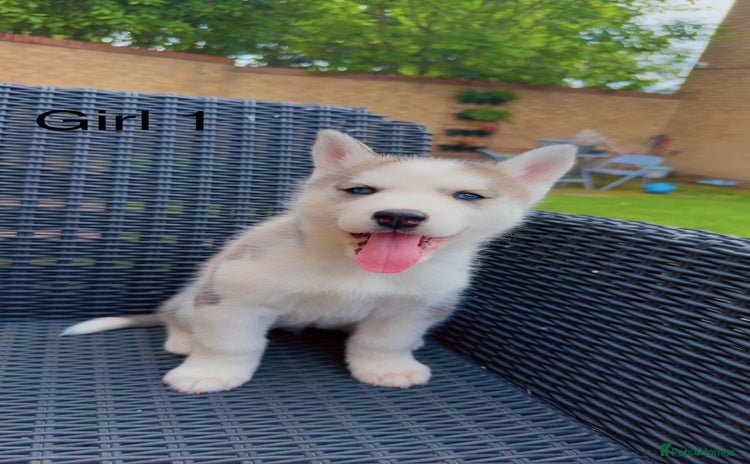 Siberian Husky dogs - Advert 2