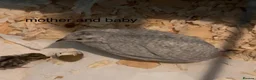 Mixed Breed birds for sale: Male young button quail in Dartford - Advert 7
