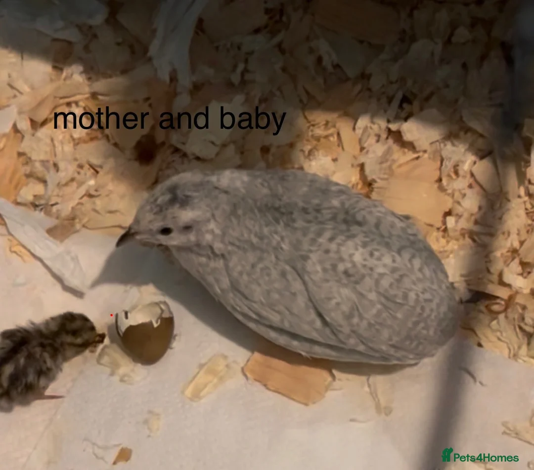 Mixed Breed birds for sale: Male young button quail in Dartford - Advert 7