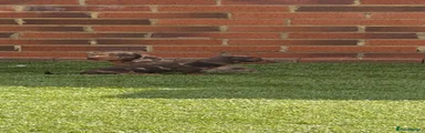 Miniature Dachshund 2