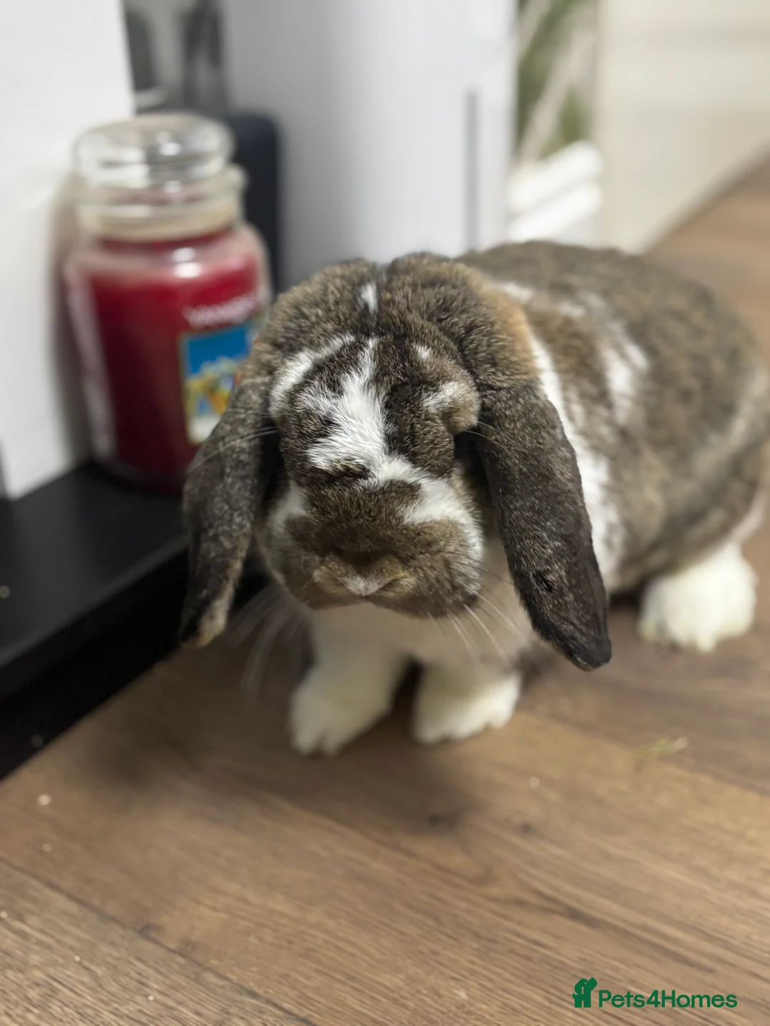 French Lop rabbits for sale: Beautiful lop buck - Advert 2