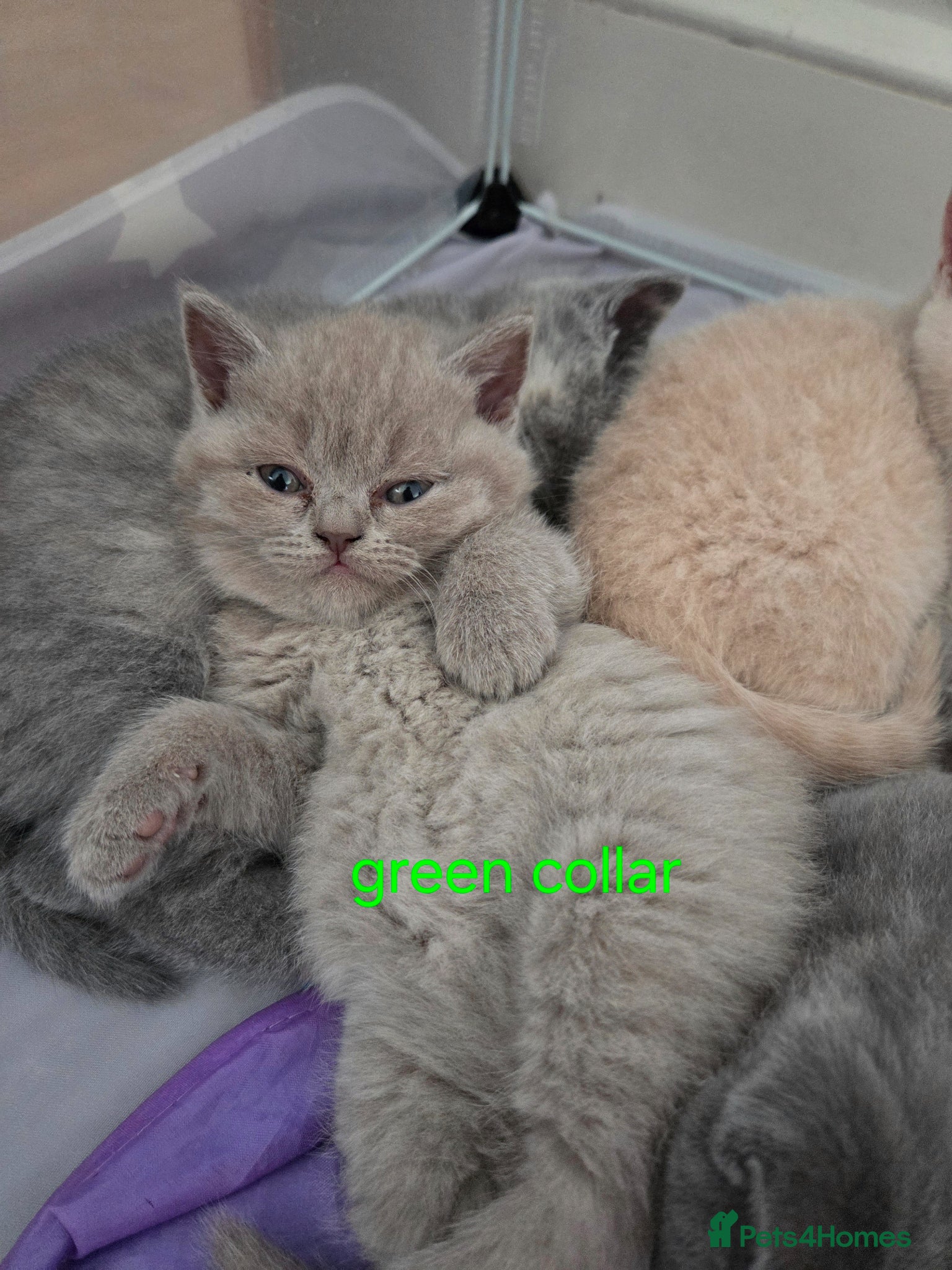British Shorthair cats British shorthair kittens - Advert 17