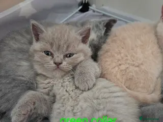 British Shorthair cats British shorthair kittens - Advert 17