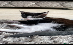 European cats for sale: Tuexdo - Image 1