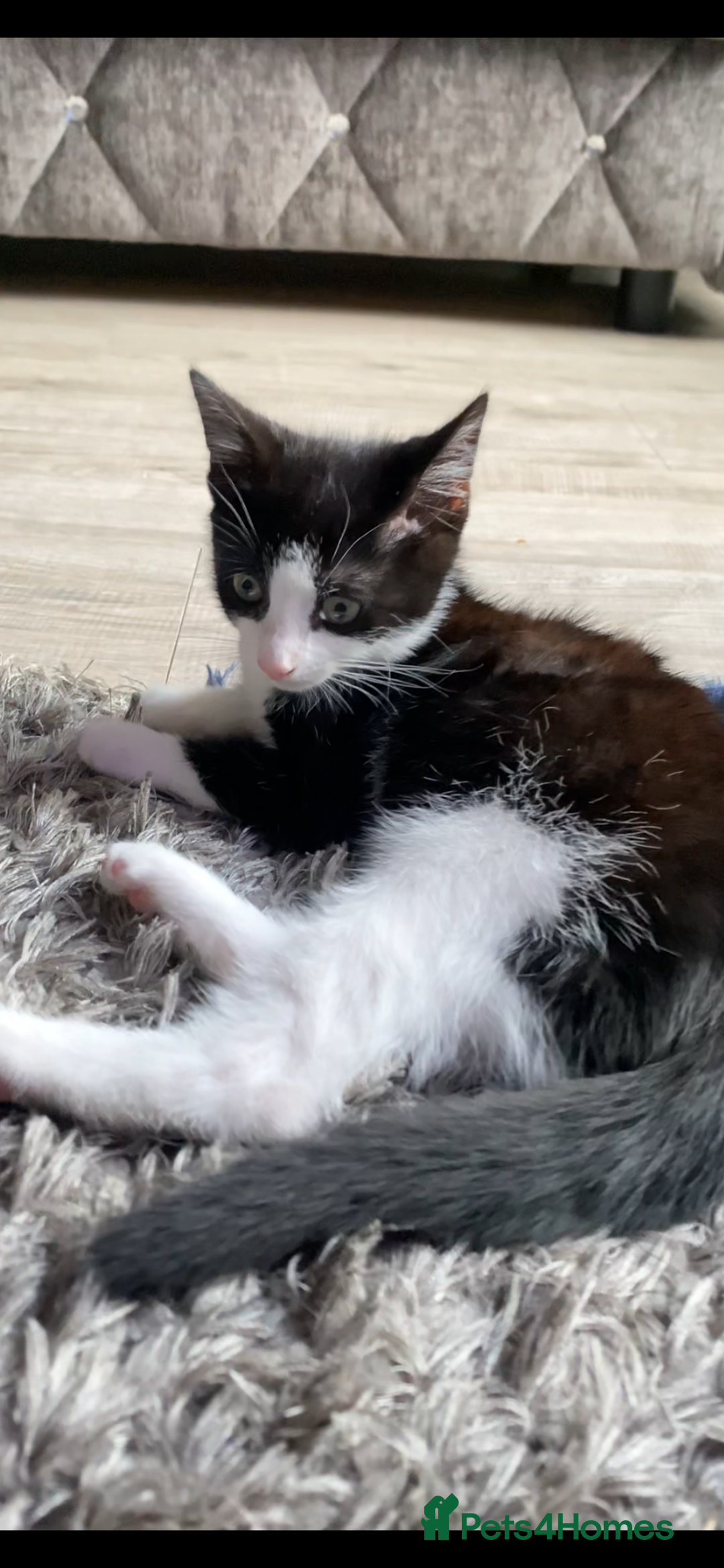European cats for sale: Tuexdo - Image 1