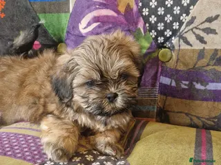 Shih Tzu dogs Shih-tzu pedigree puppies - Advert 5