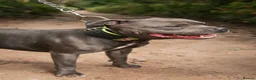Staffordshire Bull Terrier dogs for sale: Beautiful blue Staffordshire bull terrier puppys - Advert 4