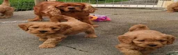 Cavapoo dogs for sale: Beautiful little red cavapoo  in Waltham Cross - Advert 3