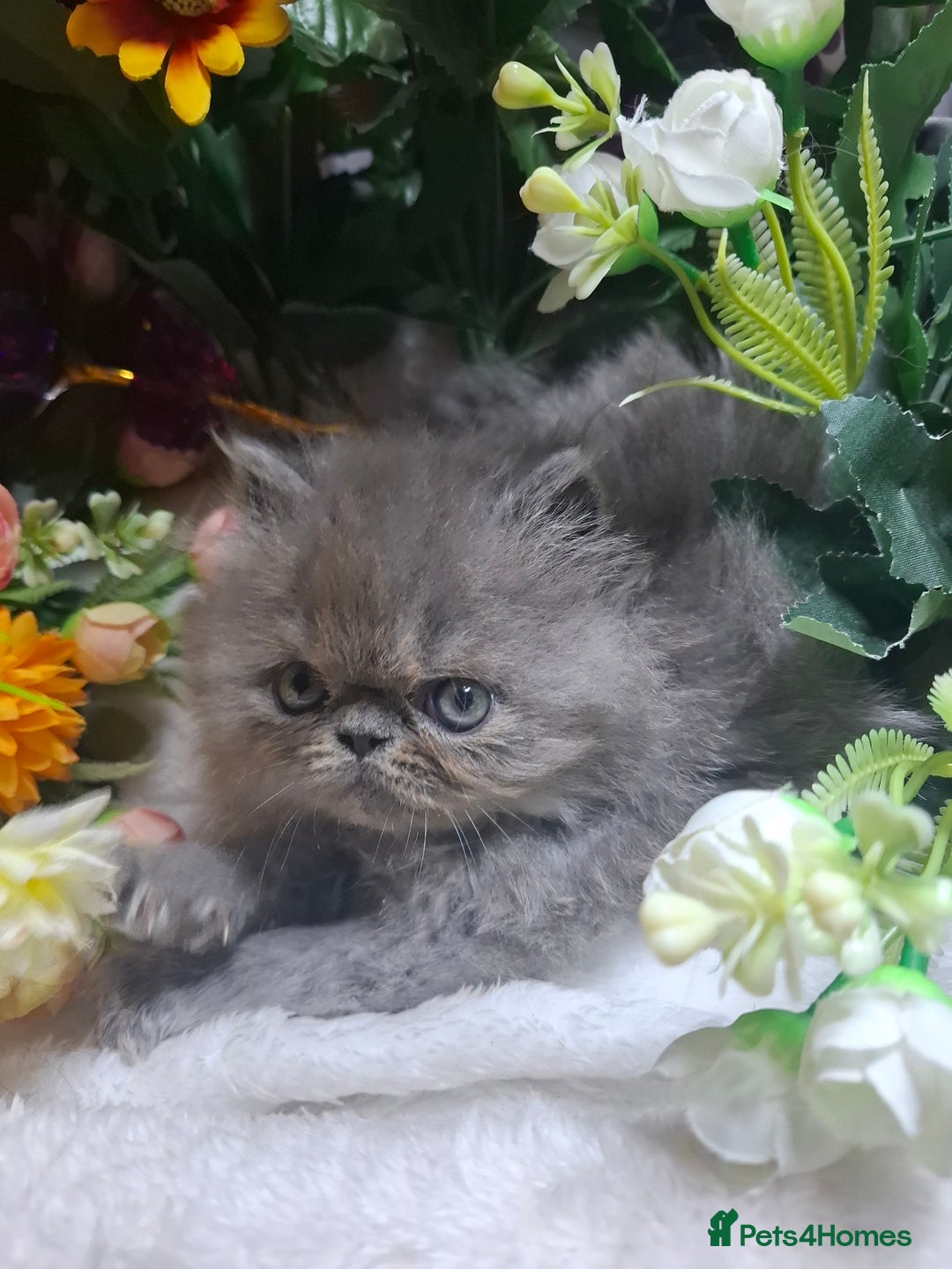 Persian cats for sale: Blue Persian kittens  - Image 19