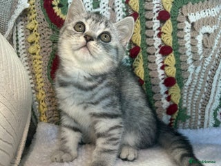British Shorthair cats Gorgeous British shorthair kittens - Advert 2