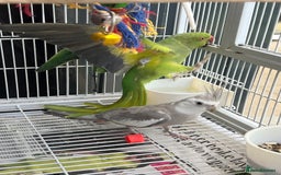 Mixed Breed birds for sale: Female Indian Ringneck,male Cockatiel & hen budgie - Image 9