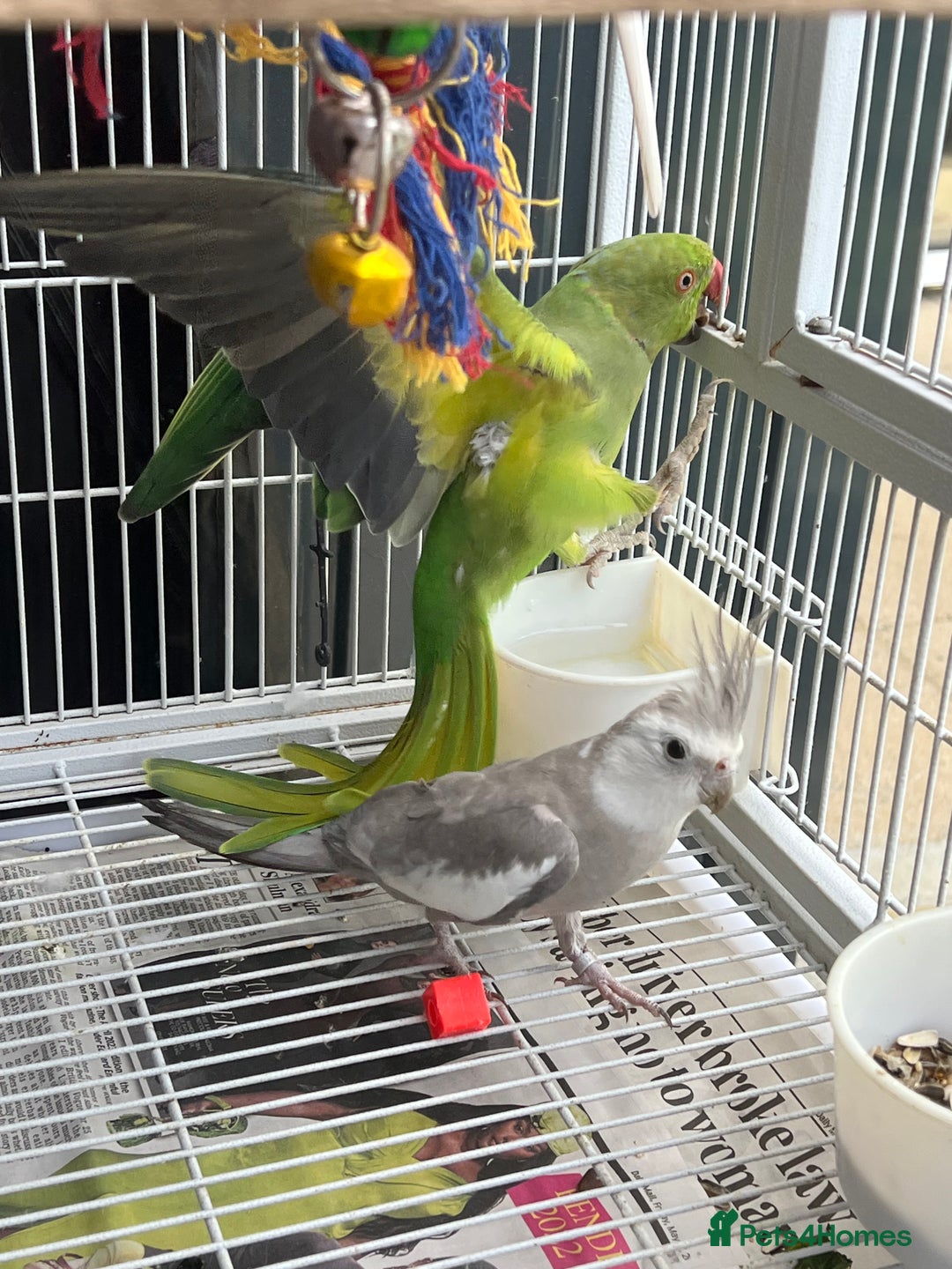 Mixed Breed birds for sale: Female Indian Ringneck,male Cockatiel & hen budgie - Image 9