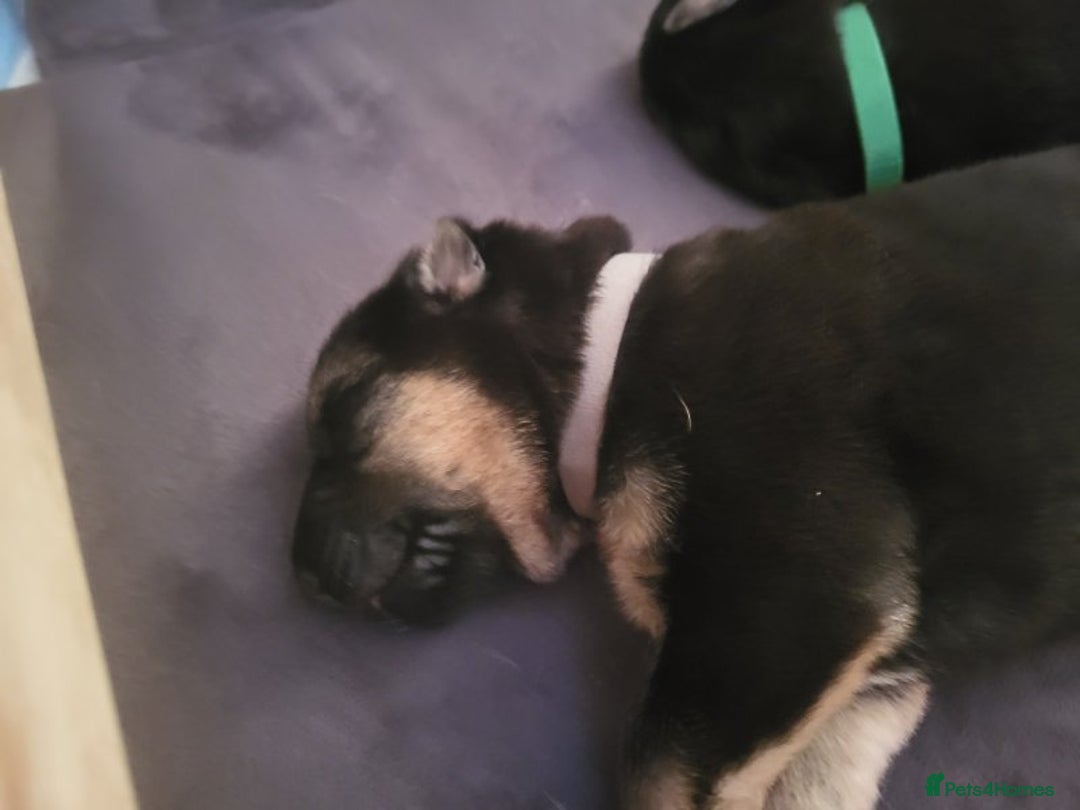 German Shepherd dogs for sale: 2 girls 4 boys  german shepherd puppies - Image 5