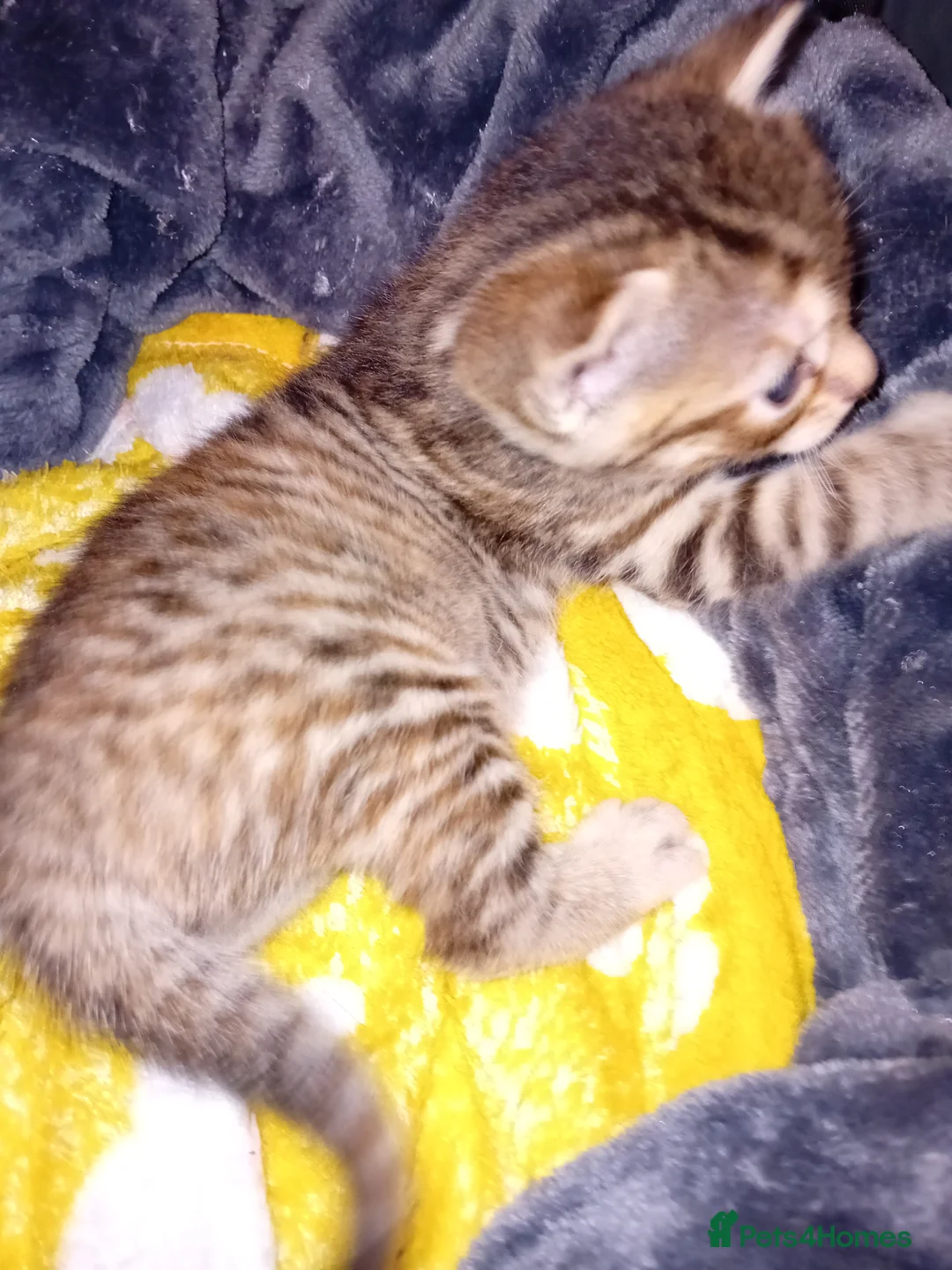 Bengal cats for sale: Bengal Kittens - Advert 3