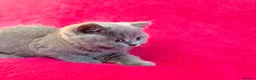 British Shorthair cats for sale: Betzy Bambi Bunny in Salford - Advert 23