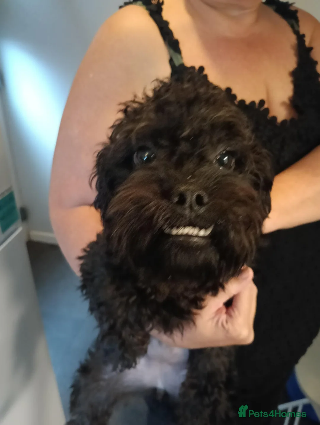 Pugapoo dogs for sale: Pugapoo female- Pebbles in Chesterfield - Advert 10
