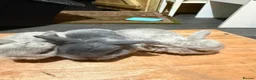 Mini Lop rabbits for sale: Pure Bred Mini Lop Rabbits. 1 blue+ 3 grey/white. - Advert 4