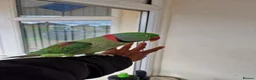 Parrots birds for sale: Super Tamed Alexanderian Parrot for sale - Advert 7