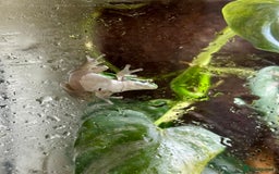 Frog reptiles for sale: European Tree Frogs - Image 5