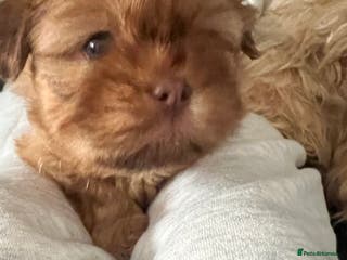 Shih Tzu dogs KC registered pure breed imperial shihtzu puppies - Advert 12