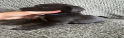 Mixed Breed dogs for sale: 🐾🐶10 stunning Cocker collies🐶🐾 in Morpeth - Advert 29